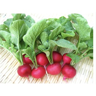 Hạt Giống Củ Cải Đỏ 5 gram/gói