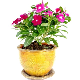50 hạt giống hoa dừa cạn lùn nhiều màu - hạt giống hoa