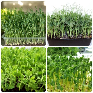 Hạt giống Rau Mầm đậu hà lan gói 50gr