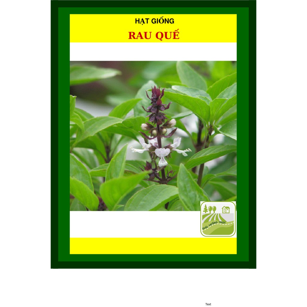 Hạt Giống Rau Quế 10 Gram