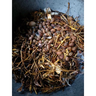 Cao Bổ Phế 100ml