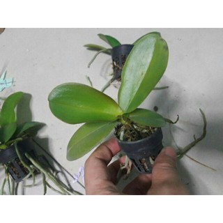 Hồ điệp giống đủ màu