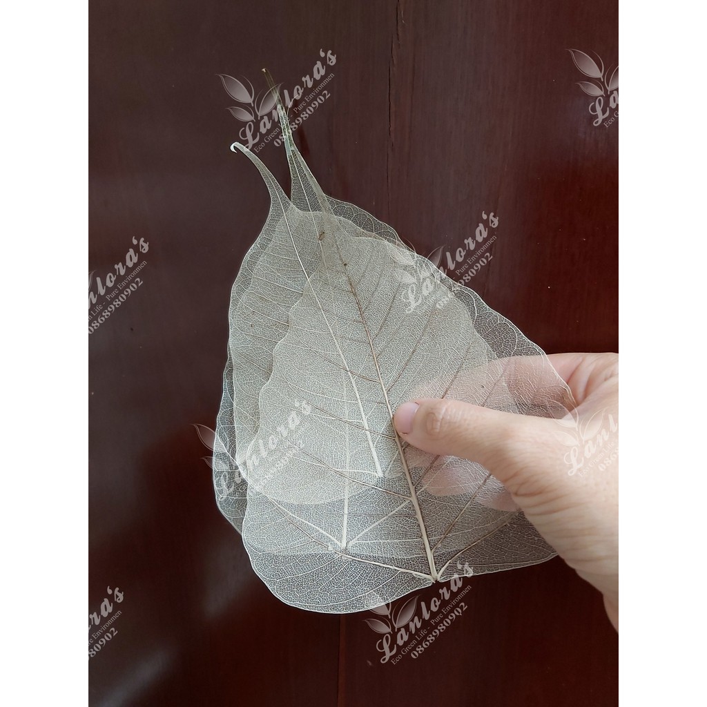 Set 10 Xương lá bồ đề, ngọc lan phơi khô tư nhiên không dùng chất tẩy trắng, lớn nhỏ ngẫu nhiên | BigBuy360 - bigbuy360.vn