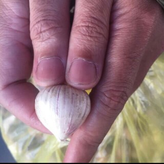 1KG TỎI CÔ ĐƠN TÍM