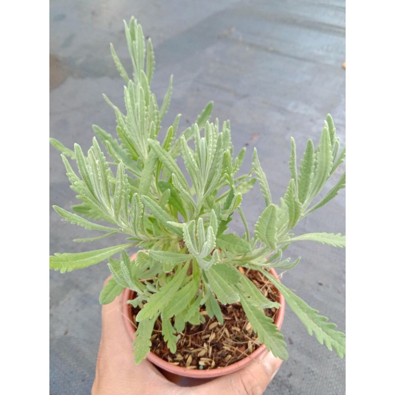 YÊU NHAU TẶNG GÌ  OẢI HƯƠNG LAVENDER THUẦN KHÍ HẬU SIZE 10cm đáng eo