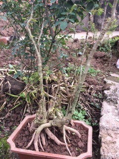 Combo 2 Cây Đinh Lăng Bonsai