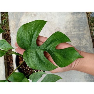 Rhaphidophora Tettra ( Montera mini Thái)