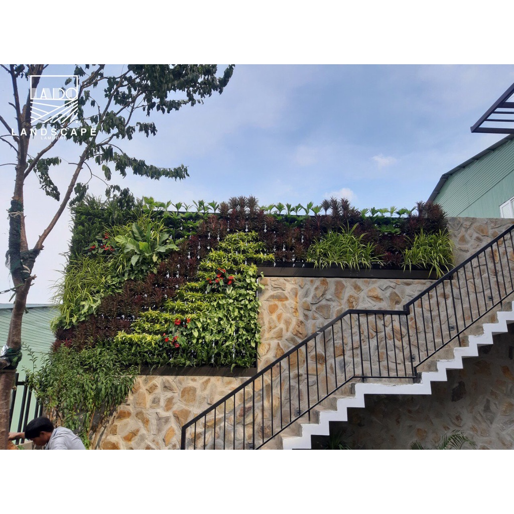 Module vườn tường  - Quốc Đoàn Loan Agri