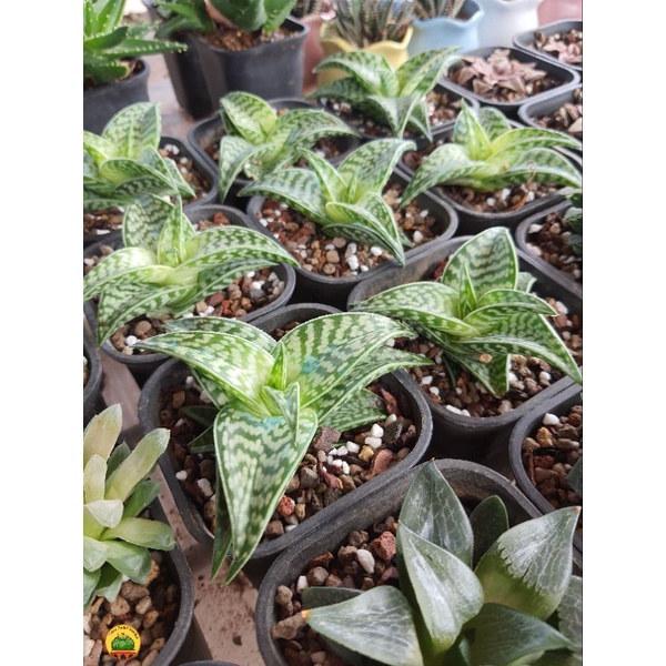 Sen đá | Aloe Variegata Tiger Aloe