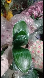 Lá lan hồ điệp