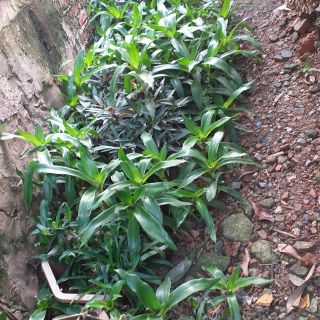 12 cây lược vàng