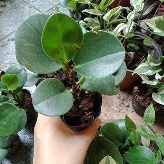Cây trường sinh xanh, cẩm thạch