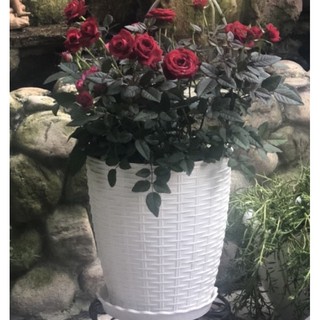 Chậu nhựa trắng đan mây