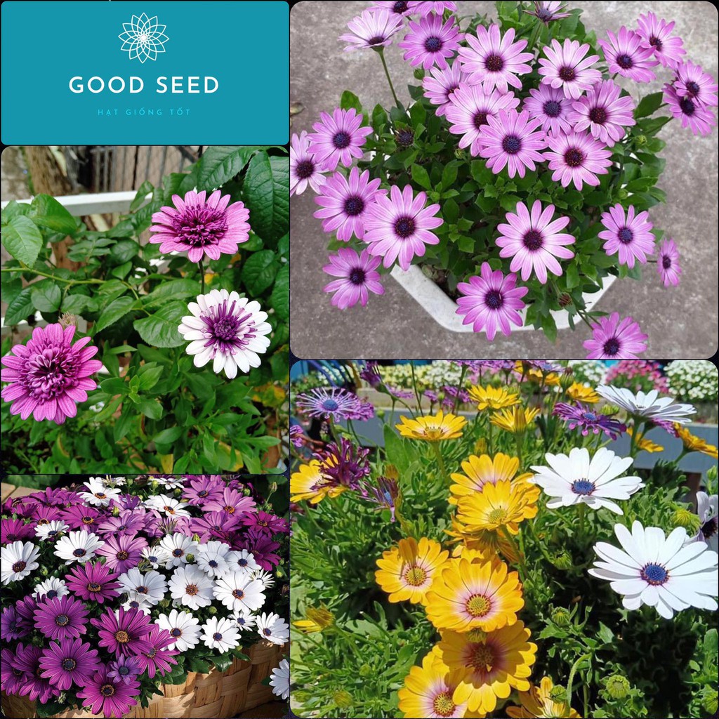 Hạt Giống Hoa Cúc Châu Phi Mix 20Hạt - TẶNG kèm 3 viên nén ươm hạt