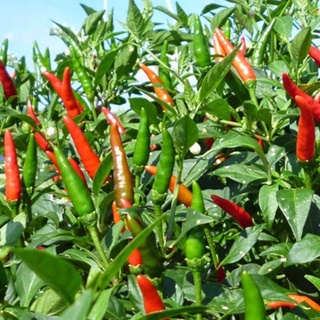[NẤM ĐỐI KHÁNG- BIMA] Chế phẩm sinh học BIMA ( Nấm đối kháng Trichoderma )