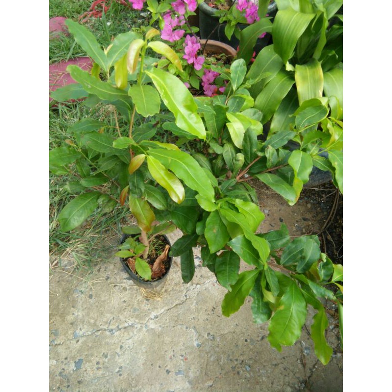 Chậu cây Mai vàng 8-12 cánh uốn gốc.