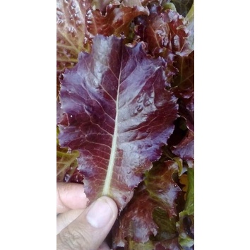 Hạt giống xà lách xoăn tím Đức