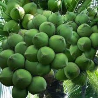 Cây giống dừa xiêm lùn xanh cây giống khỏe cho năng suất cao