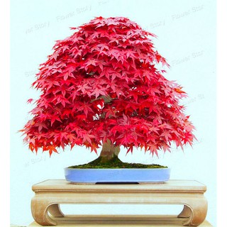 Cây phong lá đỏ