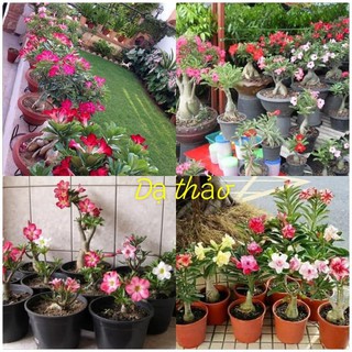 3 củ sứ thái kép gốc đẹp như hình