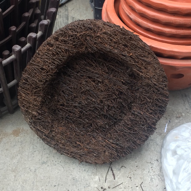 Dớn đĩa trồng Lan 20x20cm