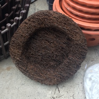 Dớn đĩa trồng Lan 20x20cm