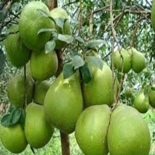 . CÂY GIỐNG Bưởi da Xanh miền Nam chuẩn giống F1 cho năng suất cao