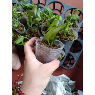 Hoa phong lan phi điệp ám phú thọ
