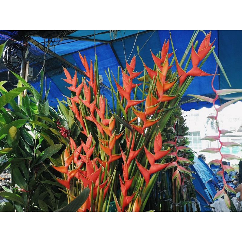 Chuối Phao chỉ thiên