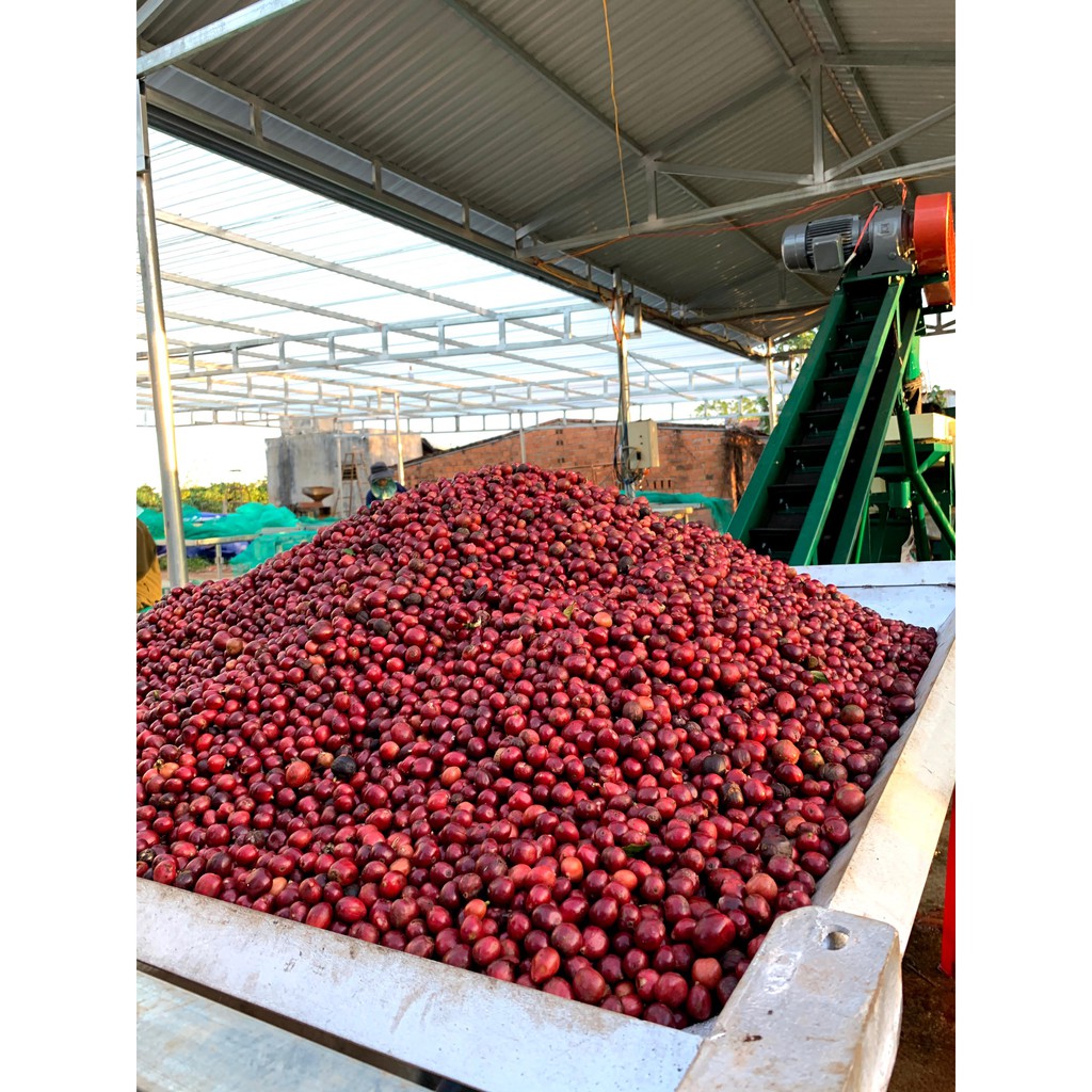 Cà phê nguyên chất - Arabica Cầu Đất wash S18 250gr Rang Xay | BigBuy360 - bigbuy360.vn