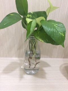 Cành trầu bà xanh vàng