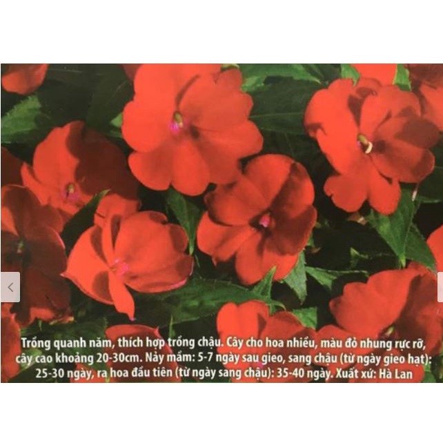 Mật rỉ đường SFARM ủ phân hữu cơ chai 1 Lit