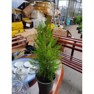 Chậu cứng tùng thơm - Cupressus macrocarpa.