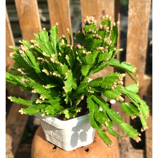 Chậu hoa Tiểu Quỳnh màu đỏ