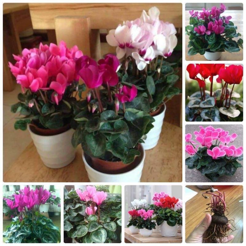 Củ hoa anh thảo HOA TẾT