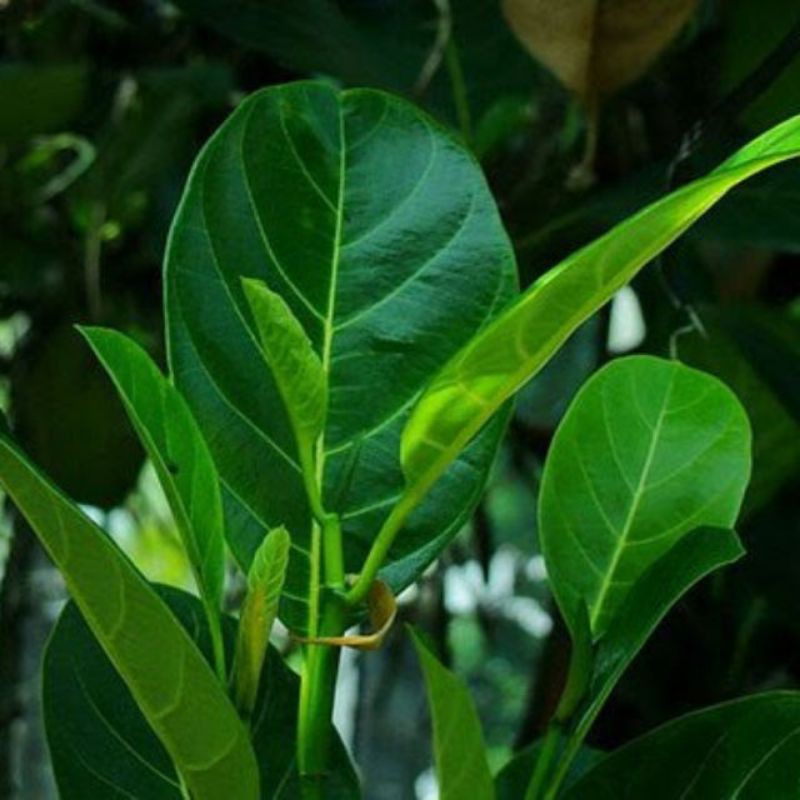 500g lá mít tươi 19k