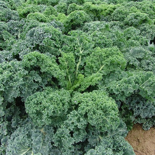 Hạt giống Cải Xoăn Kale 0.2g