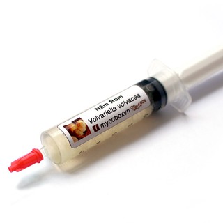 MycoBOX - Giống Gốc Nấm Rơm - Tơ Bào Tử dạng lỏng (12mL)