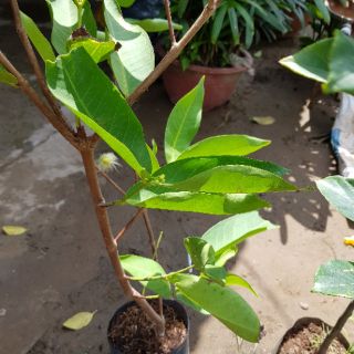 Cây mận An Phước,