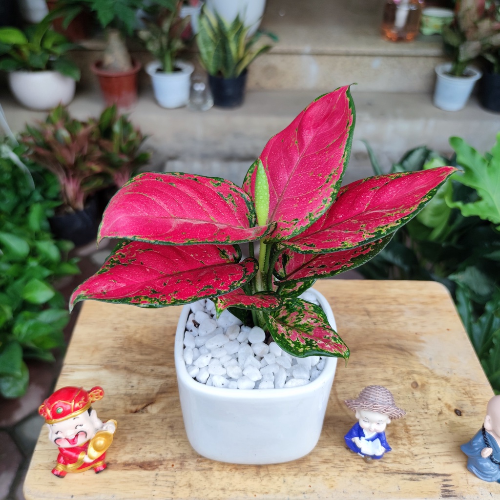 COMBO 3 CÂY , cây kim tiền ,cây vạn lộc đỏ , cây kim ngân để bàn chậu sứ trắng cực sinh