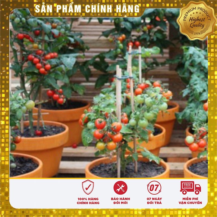 Hạt Giống Cà Chua Lùn Đỏ 30 Hạt [Bán Sỉ]