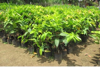 Cây giống roi xanh