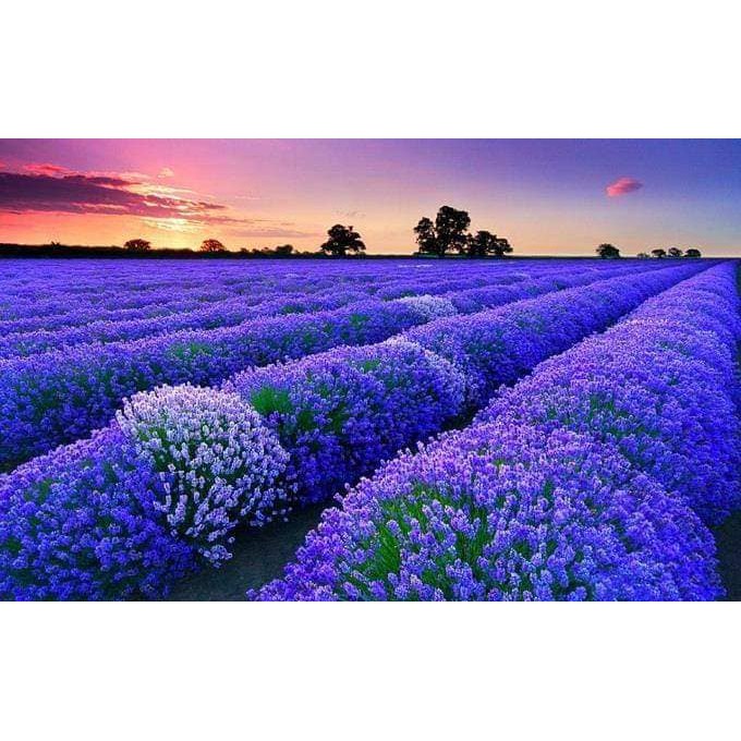 Gói 50 hạt giống hoa oải hương, lavender tím, tặng kích mầm