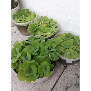 Bèo cái cây cảnh thủy sinh 5 bông