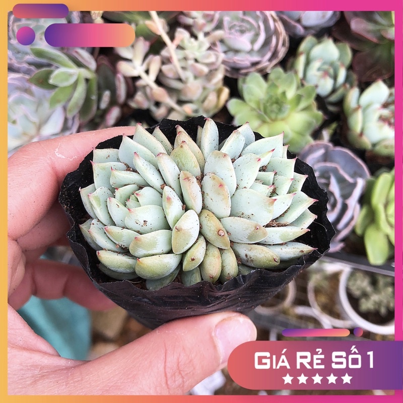 Sen đá baby, size bầu, sen đá Đà lạt