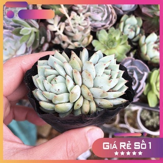 Sen đá baby, size bầu, sen đá Đà lạt