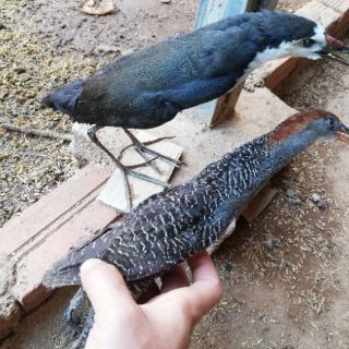 Chim Quốc mồi giả