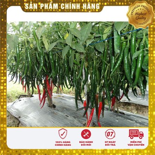 Hạt Giống Ớt Chỉ Địa Thái Lan - 30 hạt