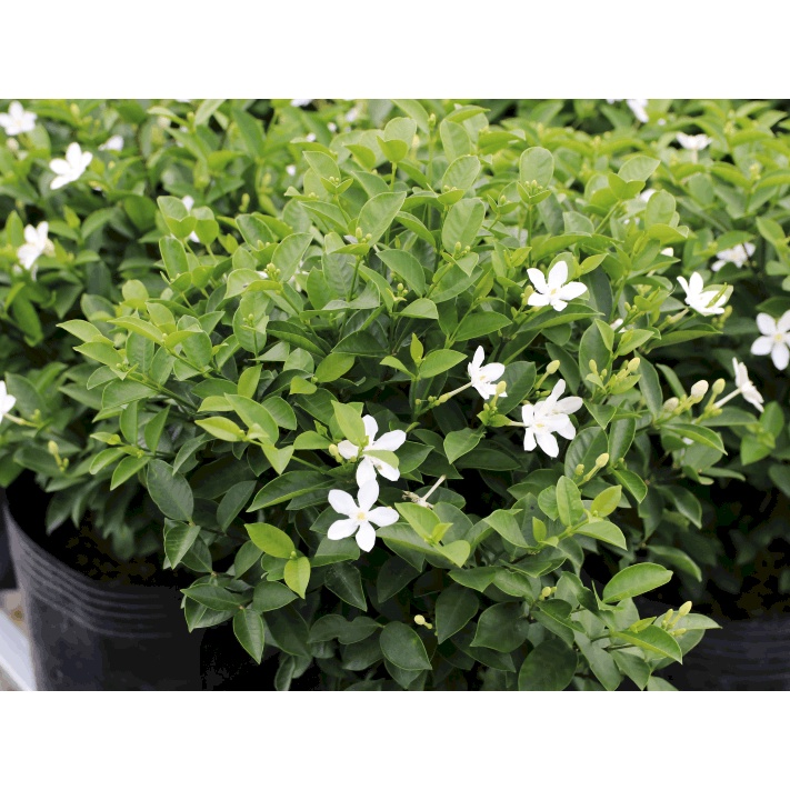 Mai chỉ thiên - Trang Flowers