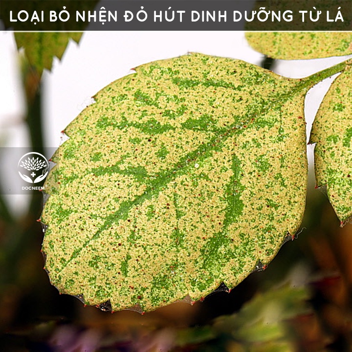 Dầu neem oil DOCNEEM hữu cơ phòng trị sâu bệnh hoa hồng, phong lan, cây cảnh, nguyên chất ép lạnh, hàng chính hãng 50ml